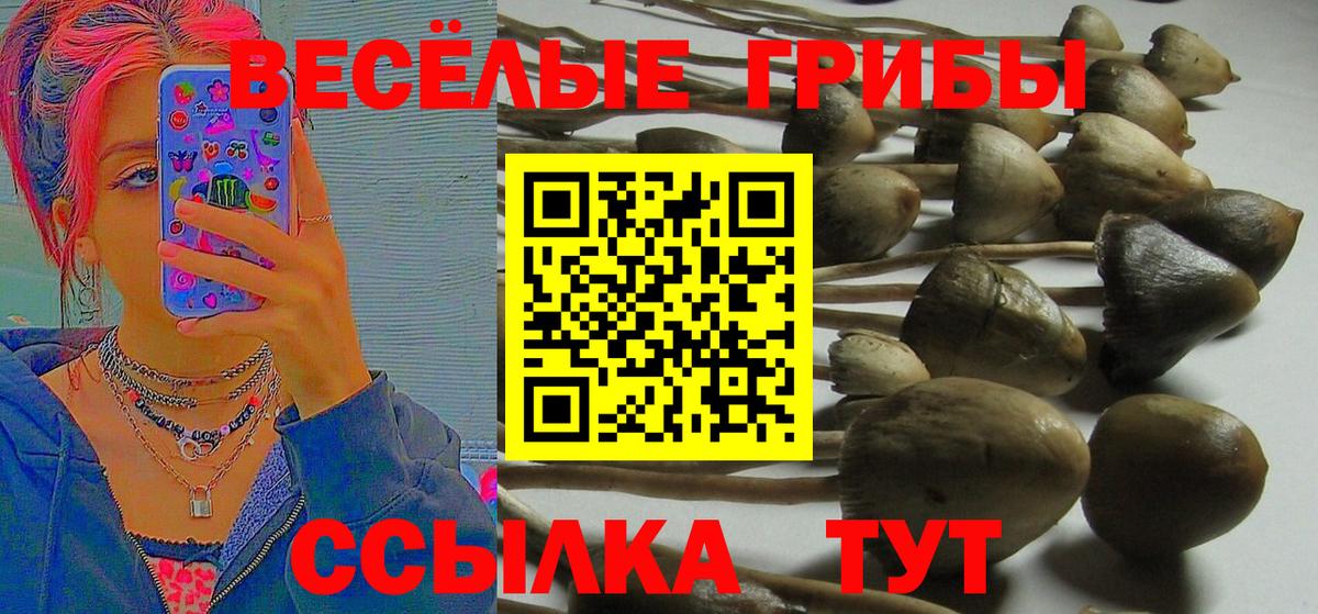 Скопин  Галлюциногенные грибы Psilocybe  Вход с VPN 